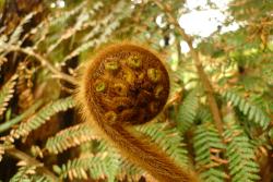 Dicksonia squarrosa: koru or crozier covered in long, red-brown hairs.
 Image: L.R. Perrie © Te Papa 2011 CC BY-NC 3.0 NZ